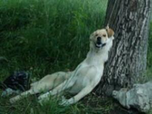 Обесиха показно куче в София