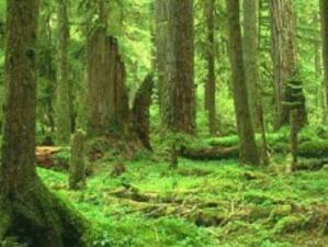 Готвят програма за адаптиране на горите