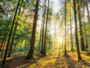 Асоциация подкрепи новия Закон за горите