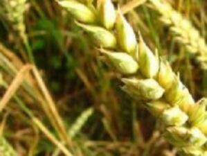 Изнесли сме 205 хил. тона пшеница  от реколта 2009 извън ЕС