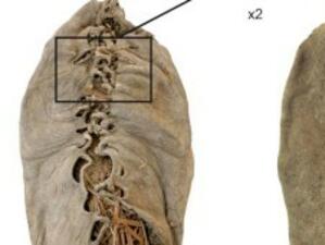 Откриха най-старата кожена обувка в света