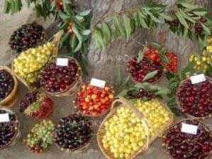Сменят зеленчуците с череши в Пазарджишко