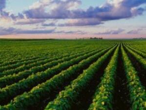 ДФ "Земеделие": 120 хиляди са подадените заявления за директни плащания