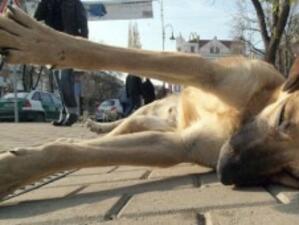 Броят на бездомните кучета в София надхвърля 9000