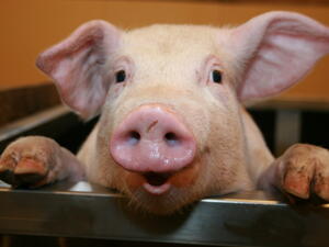 България иска помощ от ЕК заради чумата по свинете
