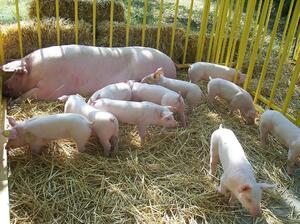 БАБХ потвърди нови огнища на Африканска чума при домашни свине в областите Плевен и Велико Търново