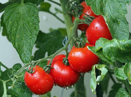 Средната цена на доматите на едро за юли е стигнала