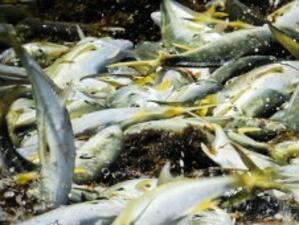 Удължават забраната за любителски риболов до 10 юни
