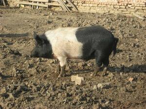 От днес отглеждащите Източнобалканска свиня заявяват помощ по de minimis