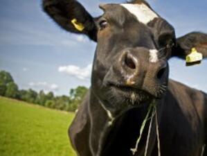 ДФ "Земеделие" изплати 3.6 млн. лв. субсидии за кравето мляко