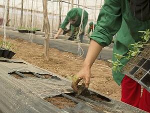 Безработните запазват социалните си помощи при сезонна селскостопанска работа