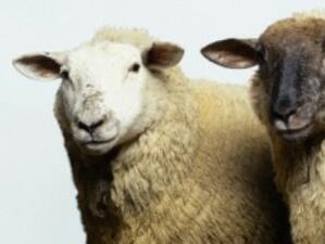 Нова Зеландия се интересува от отглеждането на овце у нас