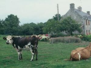 Проект ще се грижи за добруването на животните в британските ферми