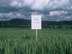35 млн. хектара земеделски площи в света са засети с органични култури