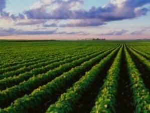 6 застрахователя ще покриват загуби на производители на зеленчуци