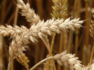Цената на хлебната пшеница удари 540 лв. за тон на стоковата борса