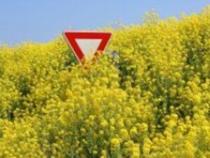 Европейският хранителен сектор разчита на свободни от ГМО семена
