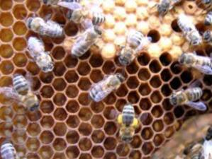 ДФЗ: Договори за над 1.2 млн. лв. са сключени по програмата за пчеларство