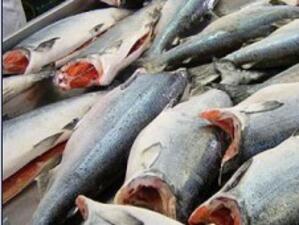 По-стриктен контрол при улова на риба тон, предлагат евродепутати