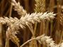 В Украйна очакват по-малка зърнена реколта и тази година