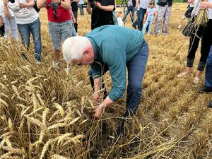 Реколтата от пшеница се очаква да е 6 млн. тона