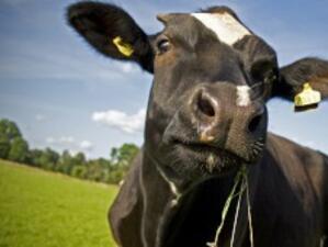 Производителите на краве мляко могат да кандидатстват за държавна помощ