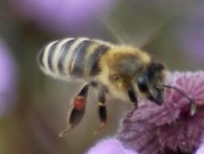 Колко струва разрешаването на пчеларските проблеми?