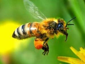 Проблемът с измиращите пчели се задълбочи тази зима