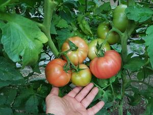 Градинари: Скоро доматите ще станат като екзотични култури