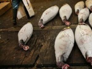 Япония приветства отхвърлянето на забраната на улова на риба тон