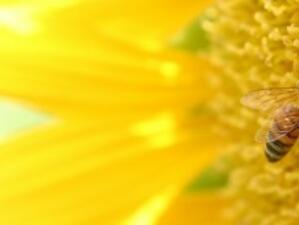 Пчеларите са получили над 4.6 млн. лв. за 2011 г.