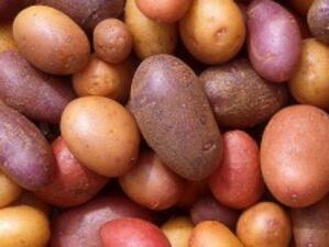 ЕК разреши отглеждането на генно-модифицирани картофи