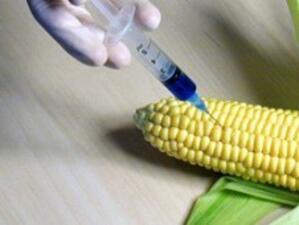 Според 70% от софиянците рисковете от ГМО са повече от ползите