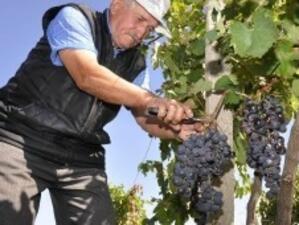 По-слаба от миналогодишната реколта от грозде в Мелник