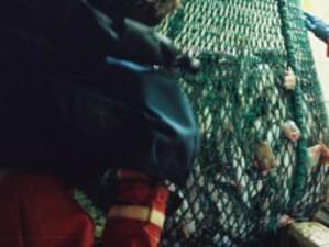 ЕК предлага ЕС да подкрепи забрана на международната търговия с риба тон
