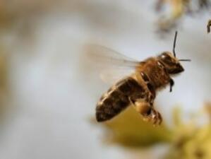 Открит е приемът по програма "Пчеларство"