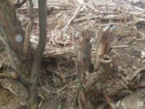 Престъпна група извършвала незаконна търговия с дърва в Пирдоп