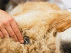 Частните ветеринари спират работа от петък