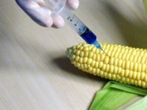 МОСВ: Няма да се разпространяват храни и фуражи, съдържащи ГМО