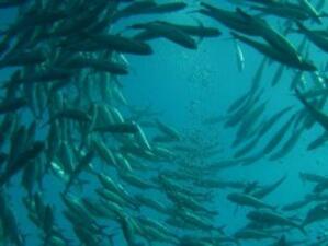Забранява се риболовът в крайбрежните зони и някои водоеми