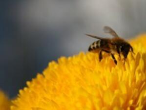 Може да увеличат парите по програмата за пчеларство