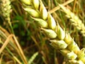 Със 755 хил. дка по-малко са засетите площи с пшеница през 2009 г.