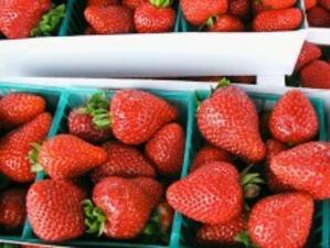Финансова помощ за отглеждане на ягоди и малини