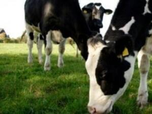 Срокът за преструктуриране на млечните ферми се удължава с 2 години