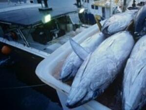 Данъчните във Варна хванаха търговци на риба в нарушения