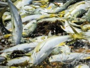ИАРА е иззела над 2.8 тона риба до 30 ноември