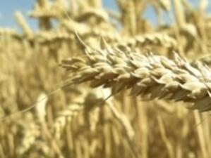 ДФ "Земеделие" обявява конкурс за съхранение на зърнени култури
