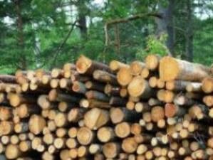 Държавата и "Кроношпан" подписаха договор в горския сектор