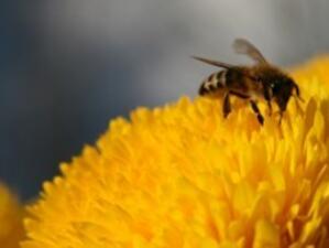 Отпускат 2.29 млн. лв. финансиране на пчеларите за 2010 г.