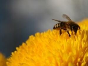 Пчеларите получили почти 2.5 млн. субсидии през тази година
